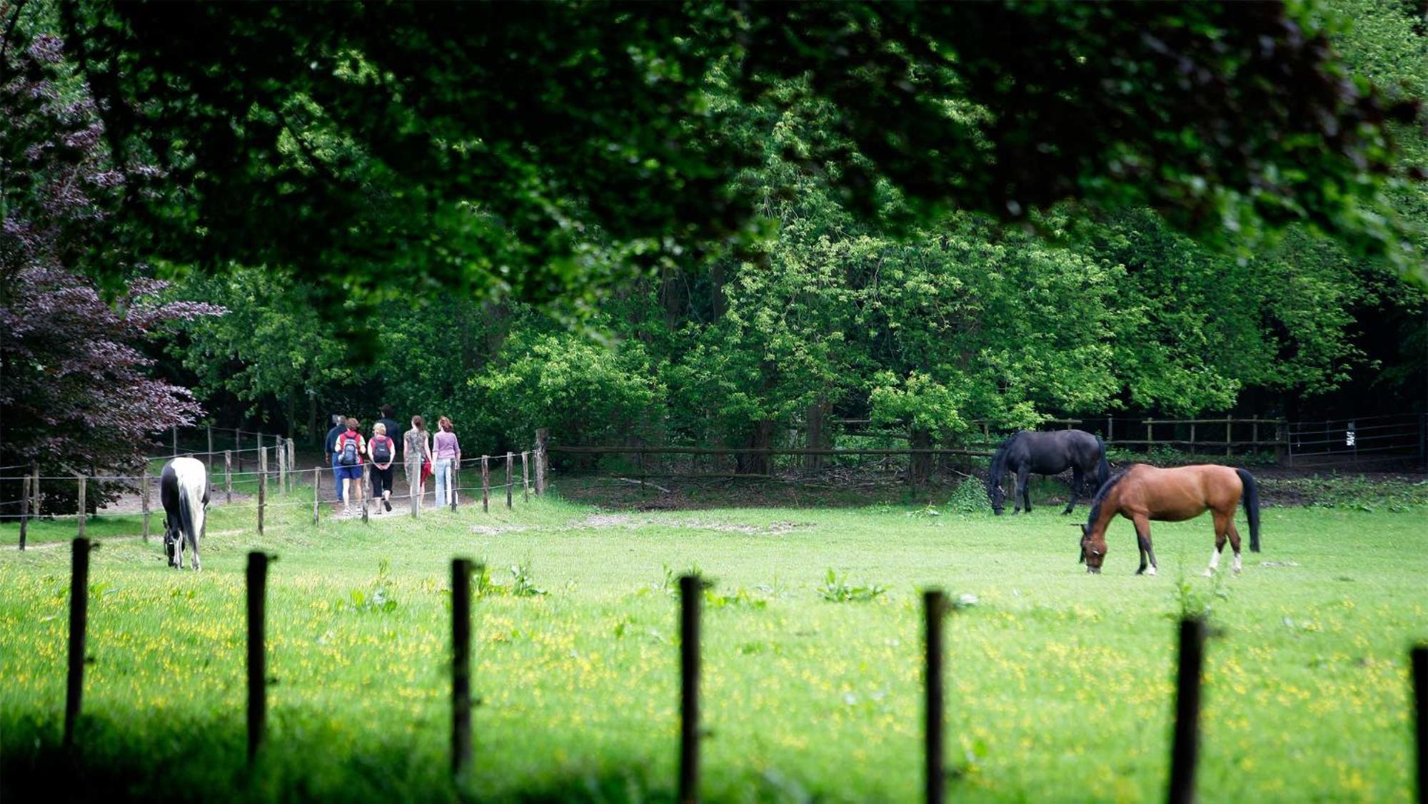 Ferienpark Molecaten Park De Leemkule